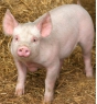 О возникновении очага африканской чумы свиней в Курской области