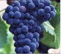на СВХ ООО «Автологистика»  запрещен ввоз подкарантинной продукции виноград и капуста