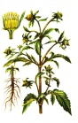 В семенах салата сорта «Анапчанин» обнаружена амброзия полыннолистная, в семенах моркови сортов «Витаминная 6» и «Королева осени» - повилика полевая.