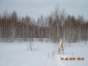На 25 гектарах земли сельскохозяйственного назначения в  Московской области вырос лес
