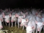 Выявлены грубейшие нарушения на свиноводческих хозяйствах Шаховского района Московской области граничащих с эпизоотическим районом по АЧС.