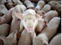 865 свиней содержатся с нарушениями на территориях исправительных колоний в Тульской области