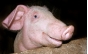 Около полутора тысяч свиней в Тульской области, содержатся с нарушениями ветеринарно-санитарных правил