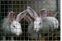Выявлены грубейшие нарушения ветеринарного законодательства на кролиководческом предприятие Коломенского района.