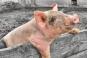 Три предприятия Тульской области, насчитывающие свыше 19 000 свиней, привлечены к административным наказаниям, вплоть до закрытия одного из предприятия на 30 суток.