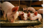 В Серпуховском районе два предпринимателя не соблюдают ветеринарно-санитарные требования при разведении свиней