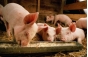 Для СИЗО и Исправительной колонии Тульской области возможность заниматься свиноводством запрещена более чем на 60 суток
