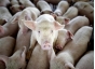 305 свиней из Дании привезли без согласованных с Россельхознадзором документов на поставку