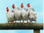 Свыше 45 тонн экспортируемых цыплят не поступят на рынок Гонконга