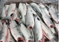 Более 55 тонн рыбной продукции поступило с нарушениями