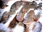 Более 6 тонн рыбы и морепродуктов поступило с нарушениями