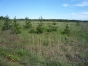 В Орехово-Зуевском районе 967 га земель сельхоз назначения заросли сорной растительностью