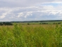 В Московской области выявлено неиспользование более 870 гектаров сельхоз земли принадлежащих 12 юридическим лицам