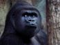 В Московский зоопарк поступила горилла из Чехии
