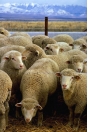 В Луховицком районе пресечена попытка ввоза 350 овец из Казахстана