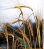 В Кимовском районе сельскохозяйственный производственный кооператив допустил посев озимой ржи сомнительного качества
