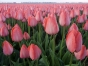Выявлено неуведомление о прибытии свыше 70 тысяч луковиц тюльпанов и гиацинтов