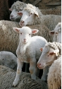 В Раменском районе безнадзорные собаки убили более 100 овец