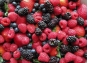 О поставке более 20 тонн импортных ягод и фруктов в московский регион