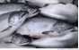 Более 3 тонн охлажденной рыбы и живых устриц поступило с нарушениями