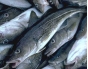 О выявлении диоксинов в рыбной продукции Балтийского моря