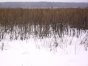 Выявлен еще один собственник «выращивающий» лес на 560 га сельхозугодий Московской области