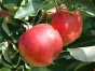 Пресечена реализация саженцев несортовых яблонь
