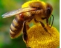 О нарушениях, выявленных при содержании пчел в Щекинском районе Тульской области