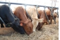 Наро-Фоминское сельхозпредприятие привлечено к ответственности за несоблюдение ветеринарно-санитарных правил