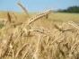 Тульское предприятие оказалось не готово к закладке на хранение зерна урожая 2013 года
