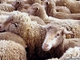В Алексинском районе Тульской области выявлены нарушения при содержании овец