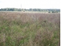 Более тысячи гектаров земли сельскохозяйственного назначения оказались заброшенными в Ясногорском районе Тульской области