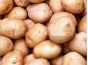 В ходе фитосанитарного обследования столичного рынка обнаружена золотистая картофельная нематода