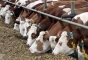 Нарушения ветеринарного законодательства выявлены в ходе инспекции молочного предприятия