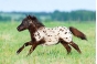 Выявлены нарушения в оформлении миниатюрных лошадей из Чехии