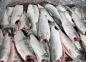 Приостановлено поступление рыбной продукции на территорию РФ