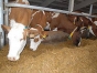 На животноводческом предприятии Ступинского района не устранены выявленные ранее нарушения ветеринарного законодательства