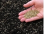 В Туле пресечена продажа семян, не внесенных в Государственный реестр