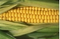 Выявлена партия кукурузы, зараженная диплодиозом