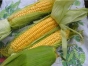 Об изъятии из оборота 140 тонн американской кукурузы, зараженной диплодиозом