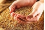 Проведена проверка качества и безопасности зерна, размещенного на хранение в ФГКУ Росрезерва