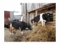 Управление проконтролирует исполнение предписания об устранении нарушений ветеринарного законодательства на Лотошинском сельхозпредприятии