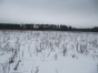 Вблизи деревни Зубцово Сергиево-Посадского района обнаружены заросшие сорняком земли сельхозназначения