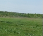 В Коломенском районе привлечен к ответственности арендатор зарастающего сорняками участка плодородной земли