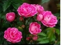 О нарушениях закона о карантине растений, допущенных крупным Киреевским тепличным комплексом при вывозе срезов роз