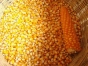 Об обнаружении на складе московской организации зараженных диплодиозом семян кукурузы