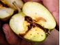Предотвращена попытка ввоза партии яблок из Узбекистана, зараженных восточной плодожоркой