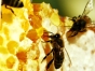 О нарушениях, выявленных проверкой подмосковного пчеловодного комбината