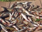 О нарушениях ветеринарного законодательства, выявленных проверкой Домодедовского рыбоводного хозяйства