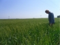 В Одоевском районе проверкой подтвержден факт использования земли для возделывания сельхозкультур